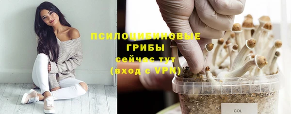 прущие грибы Бородино