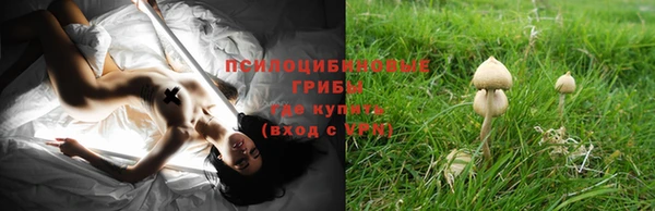 прущие грибы Бородино