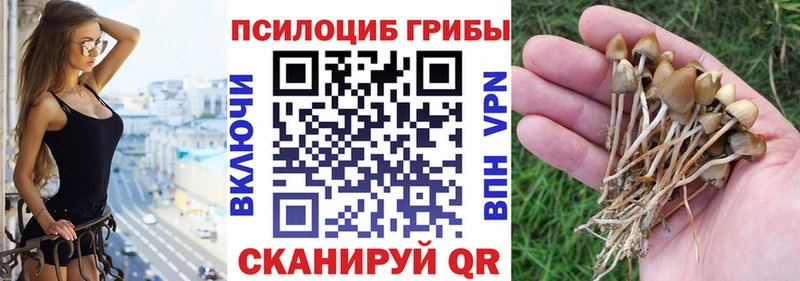 OMG маркетплейс  Ачхой-Мартан  Галлюциногенные грибы Psilocybe  площадка наркотические препараты  закладки 